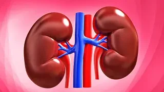 신장이 안좋을때 증상과 신장에 좋은 음식 10가지