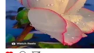 인스타그램 릴스 비디오 다운로드하는 방법