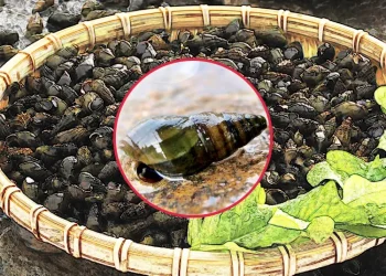 다슬기의 놀라운 효능과 간 건강에 미치는 영향