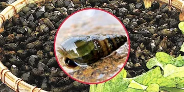 다슬기의 놀라운 효능과 간 건강에 미치는 영향