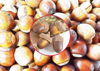 도토리의 효능과 부작용 | 자연의 보물을 살펴보세요