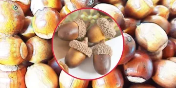 도토리의 효능과 부작용 | 자연의 보물을 살펴보세요