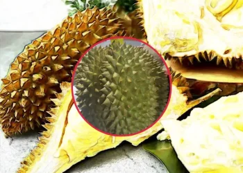 두리안의 놀라운 효능과 부작용 냄새가 심한 이유