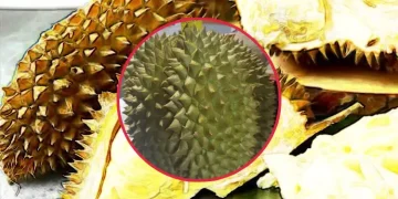 두리안의 놀라운 효능과 부작용 냄새가 심한 이유