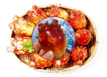 멍게와 함께하는 건강한 식단 효능과 부작용을 알아보자