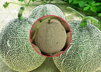 멜론과 건강한 생활 효능과 부작용을 알아보고 영양 챙기기