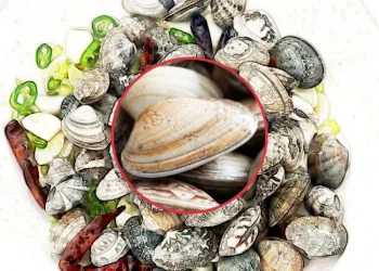 바지락의 효능과 부작용 실용적인 건강 조언과 영양 정보