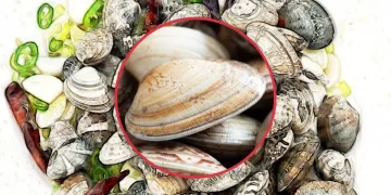 바지락의 효능과 부작용 실용적인 건강 조언과 영양 정보