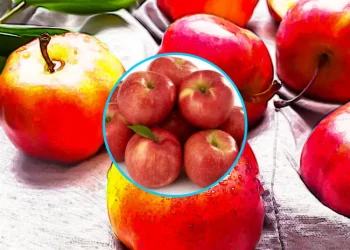 사과의 효능과 부작용 놀라운 효과와 알아둬야 할 사항