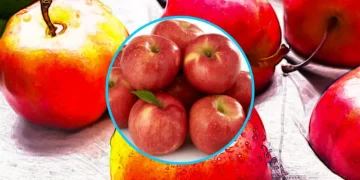 사과의 효능과 부작용 놀라운 효과와 알아둬야 할 사항