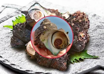 소라의 효능과 부작용 건강에 미치는 영향과 주의할 점