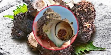 소라의 효능과 부작용 건강에 미치는 영향과 주의할 점