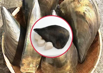 키조개의 효능과 부작용 효과적인 섭취 방법과 주의사항