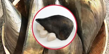 키조개의 효능과 부작용 효과적인 섭취 방법과 주의사항