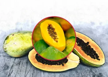 파파야, 열대의 영양 보물! 효능과 부작용, 섭취 시 주의할 점