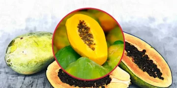 파파야, 열대의 영양 보물! 효능과 부작용, 섭취 시 주의할 점