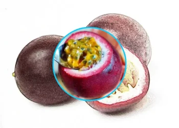 패션후르츠의 효능과 부작용 | 소화 건강에 좋은 이유