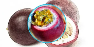 패션후르츠의 효능과 부작용 | 소화 건강에 좋은 이유